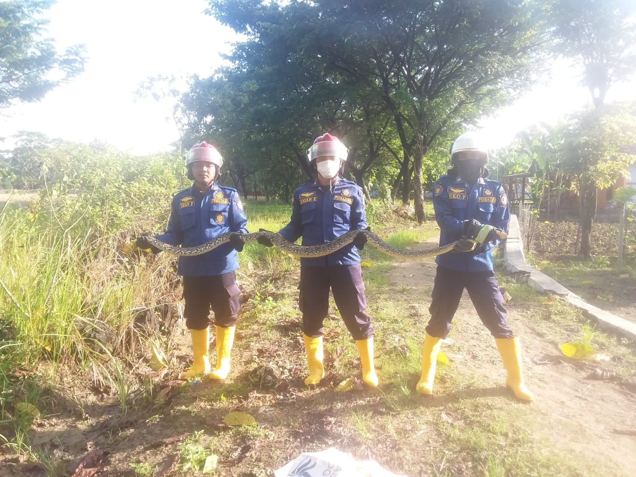 Pagi-Pagi Ular Sanca Kembang Menghebohkan Pemilik Rumah di Ds.Temayang.