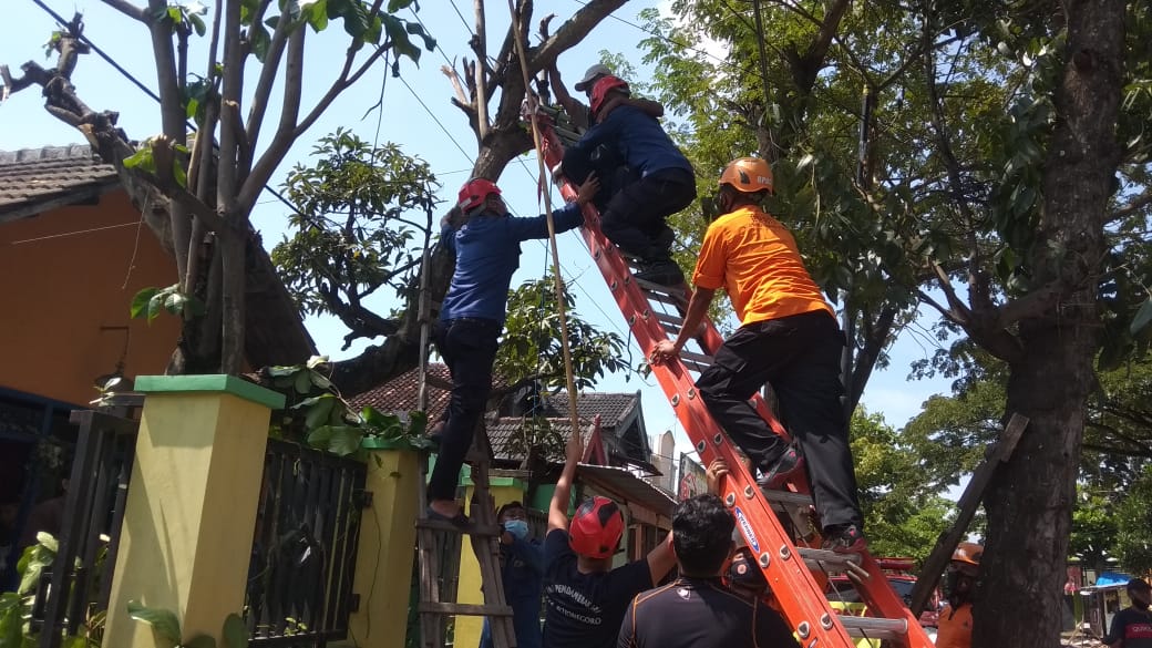 Evakuasi Korban Tersengat Listrik di Atas Pohon Ketapang.