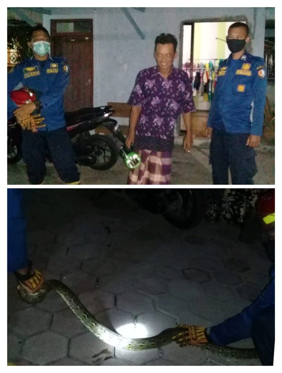 Ular Python Sepanjang 2 Meter Masuk Rumah Warga.