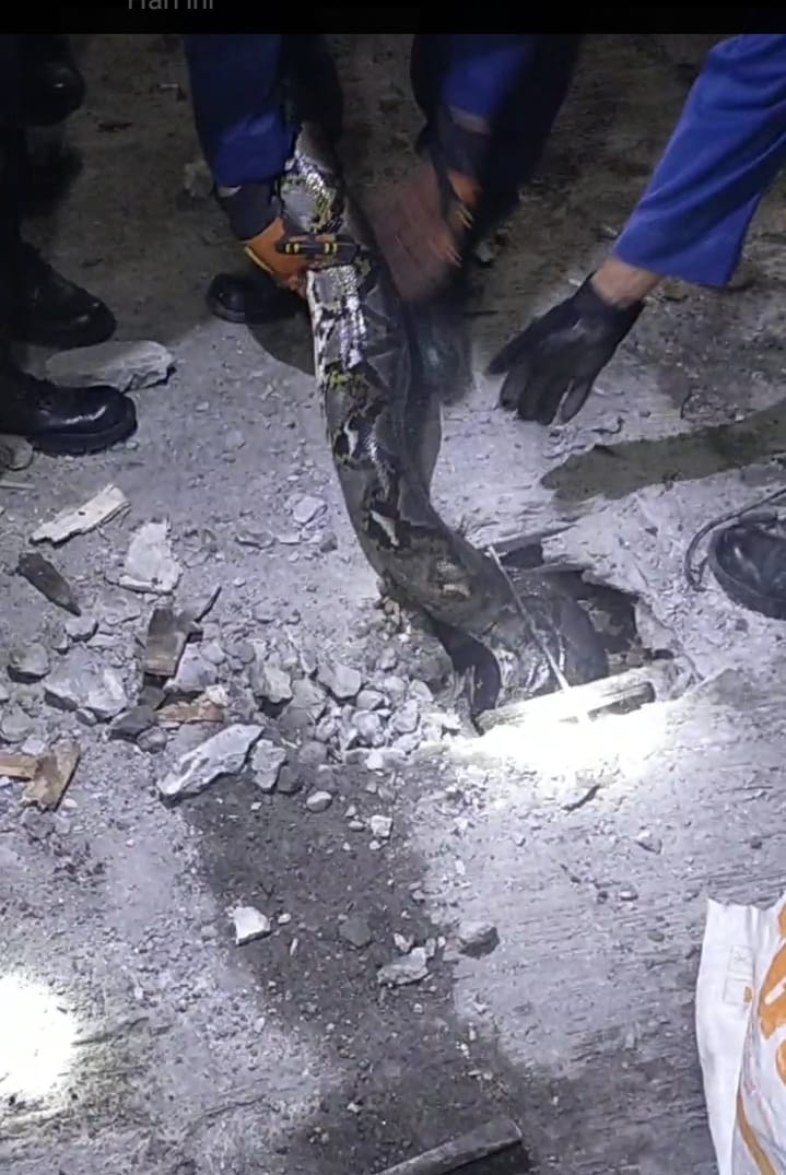 Ular Sanca Sepanjang 6 Meter Masuk Drainase