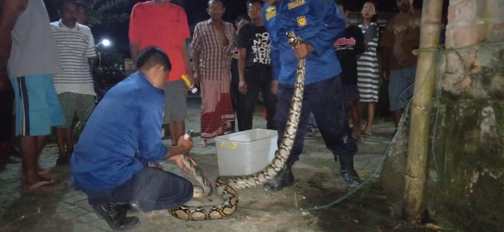 Penanganan Ular Sanca Bodo Sepanjang 2,5 Meter