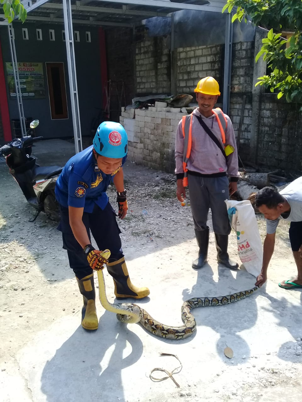 Penanganan Ular Sanca Batik Sepanjang 3 Meter