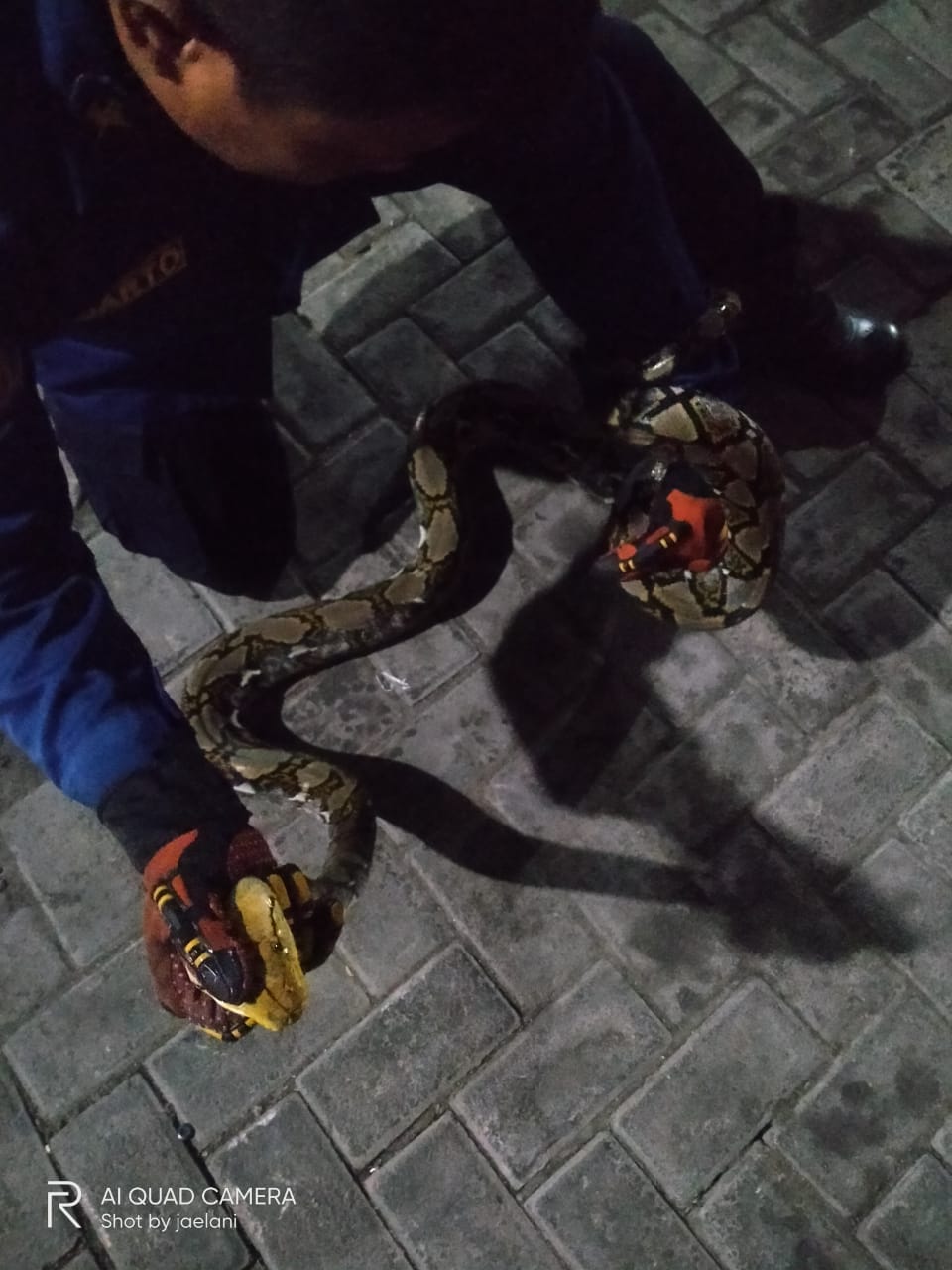 Ular Sanca Sepanjang 3 Meter Muncul Dipemukiman