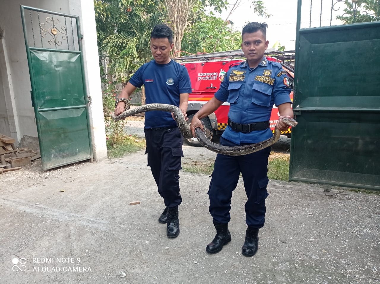 Penanganan Ular Sanca Bodo Dengan Panjang 2,5 Meter