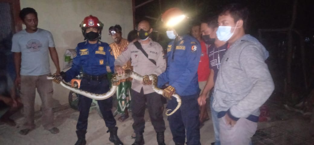 Penanganan Ular Sanca  Desa Bakalan RT. 1 RW. 1 Kec. Kapas