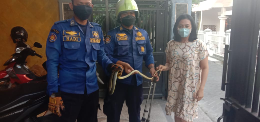 Evakuasi Ular KAyu di Jln kolonel Sugiono,Gg.Garuda nomor 2 G,Kel.Sumbang