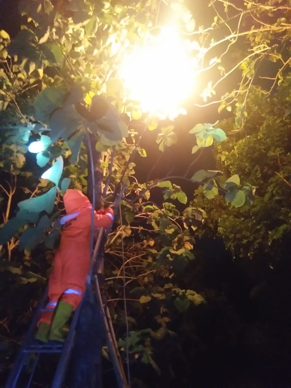 Evakuasi Sarang Tawon  Desa Ngorongunung  Kec.Bubulan