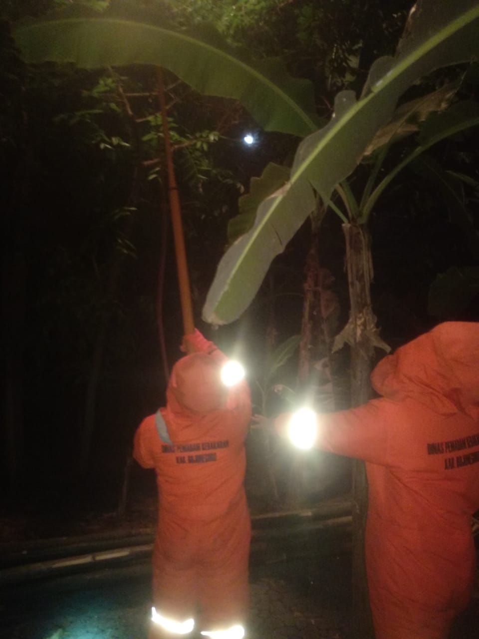 Evakuasi Sarang Tawon  Dusun.panggang tengah Desa.Ngumpakdalem Rt.18 Rw.04 Kec.Dander