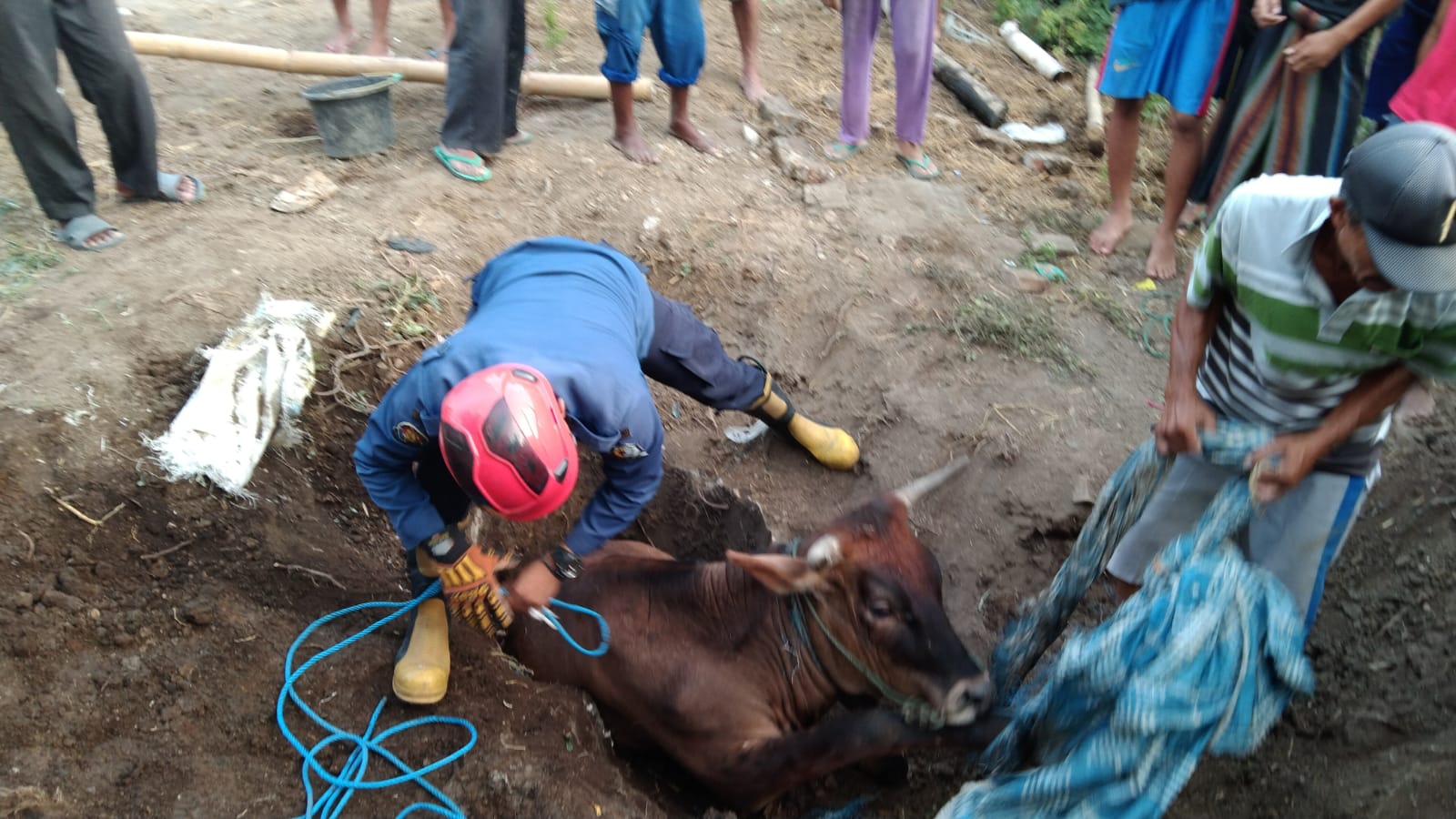 Sapi Terperosok di Dalam Septic Tank