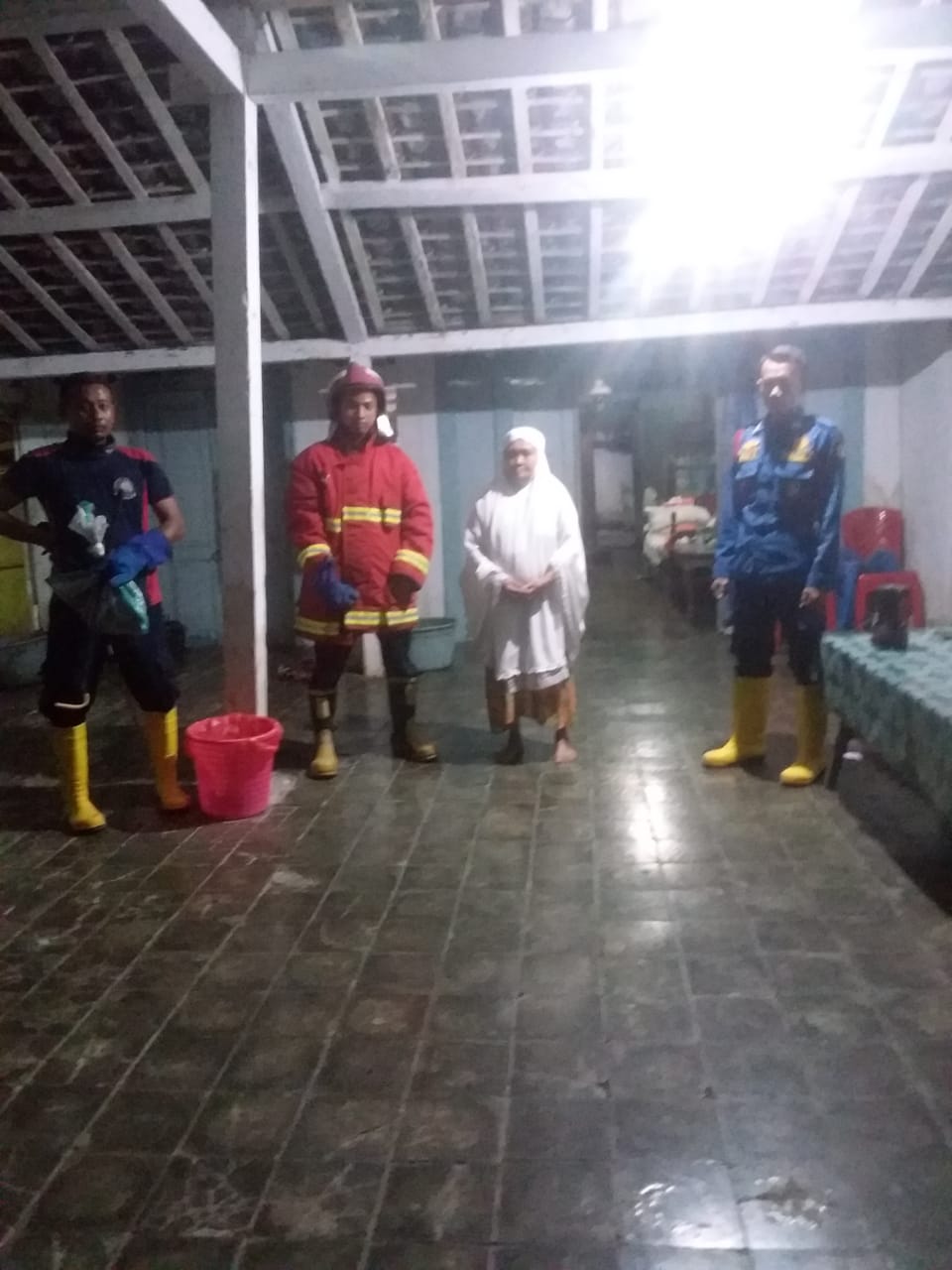 Penanganan Ular Jali (Ptyas Korros)