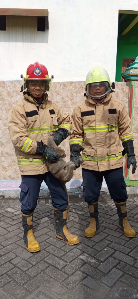 Damkar Kabupaten Bojonegoro Evakuasi Kera Masuk Pemukiman Warga.