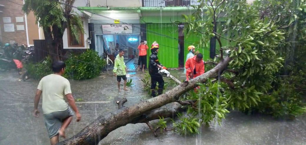 Penanganan Pohon Tumbang