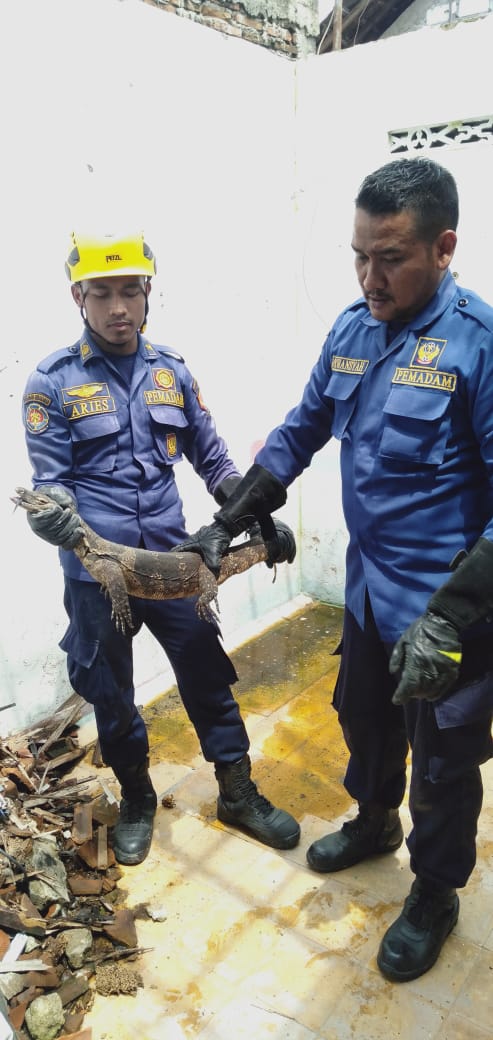 Petugas Damkarmat evakuasi biawak dari gedung sekolah.