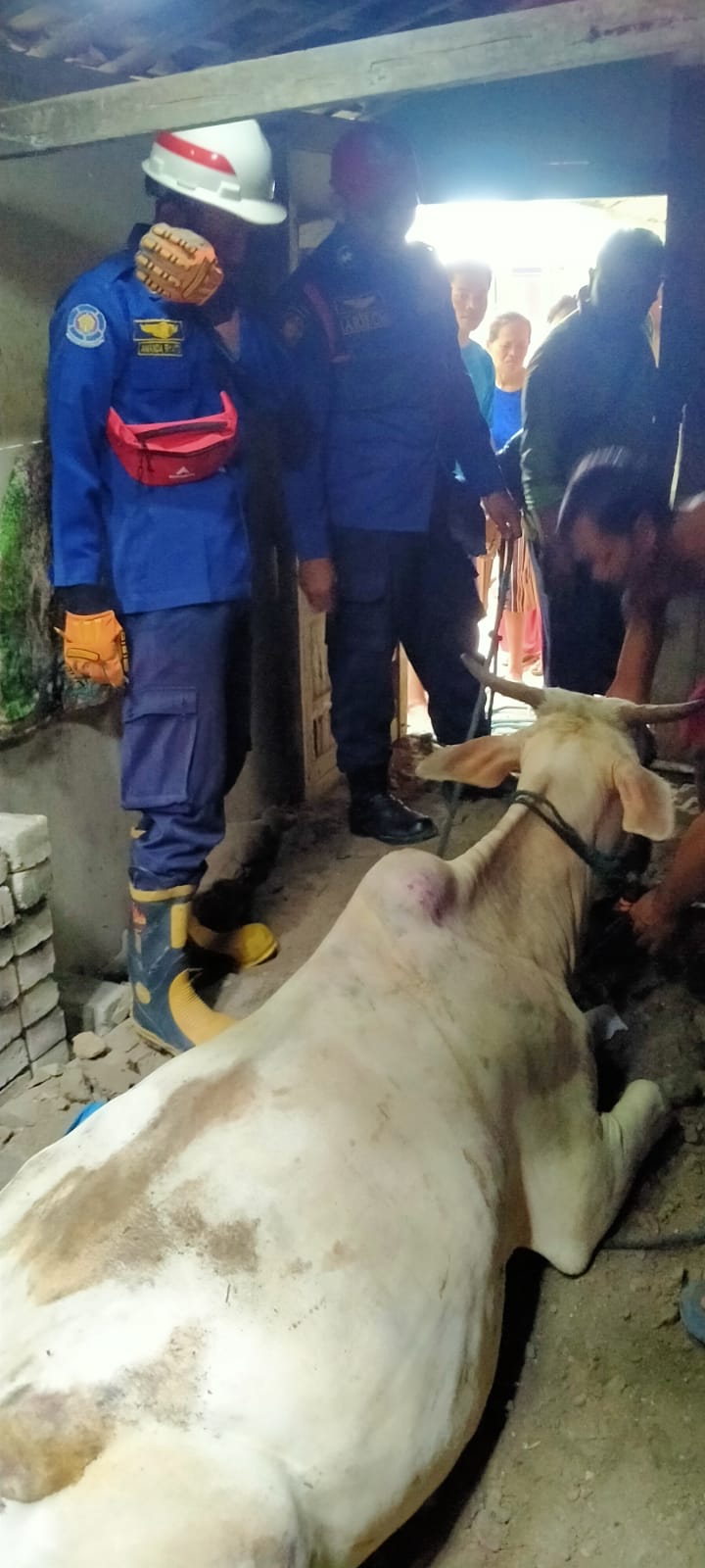 Evakuasi sapi yang terjebak dalam sumur.