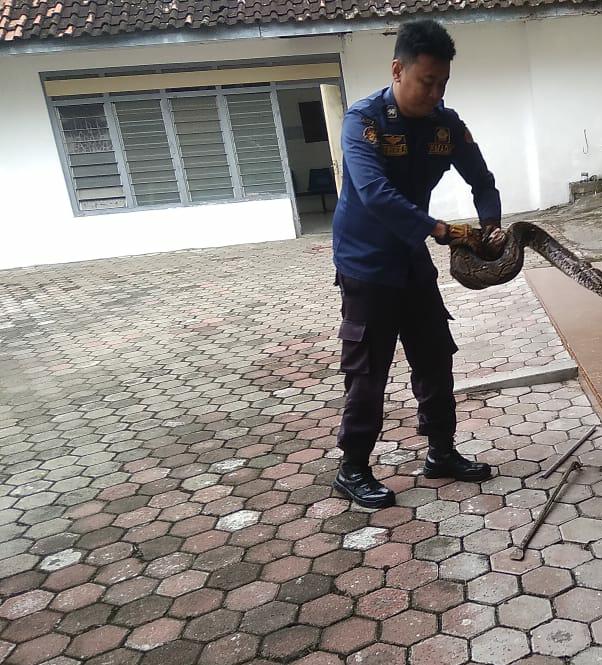 DAMKAR tangkap ular sanca batik sepanjang 3 meter.