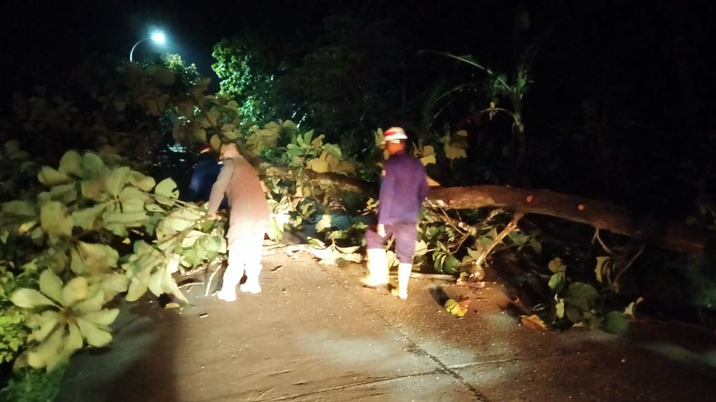 giat penanganan pohon tumbang