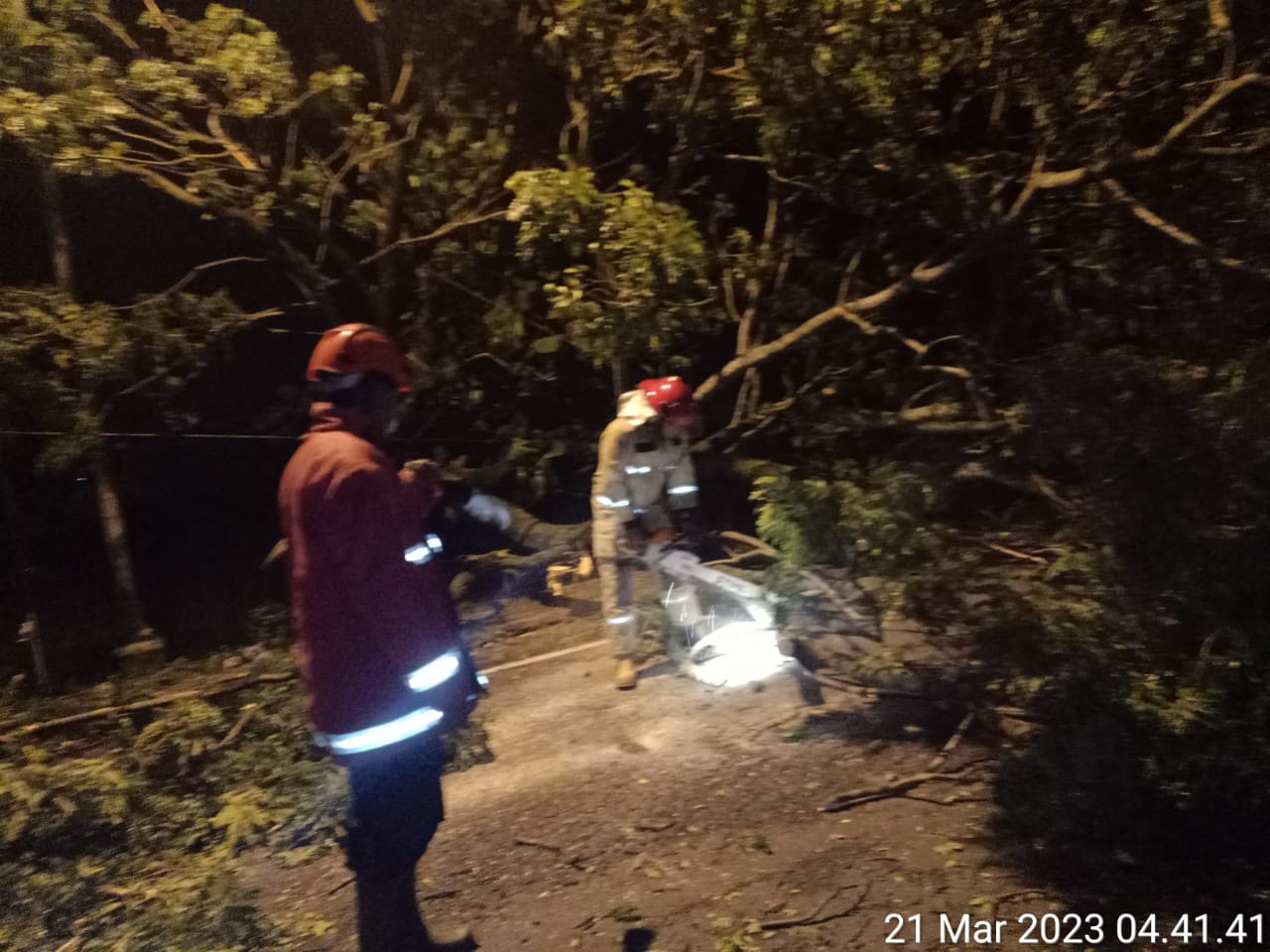 penanganan pohon tumbang