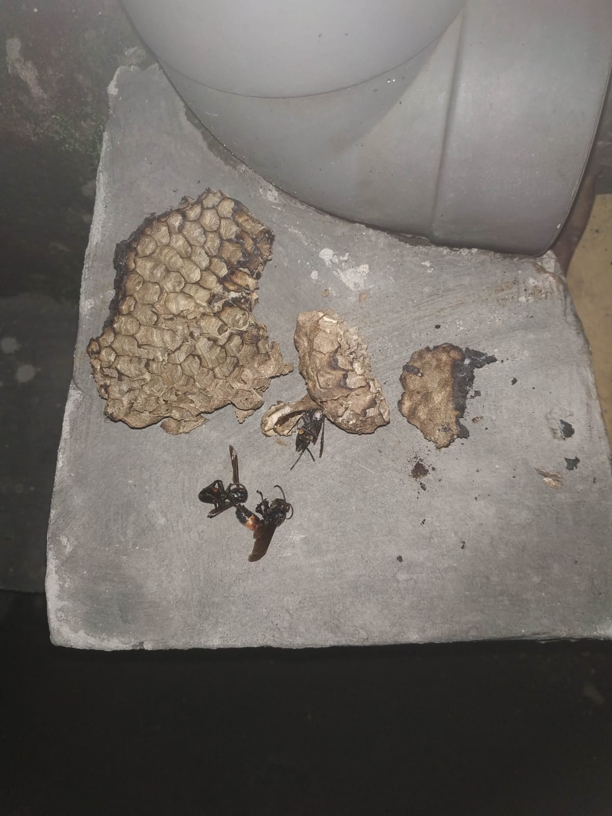penanganan sarang Tawon Ndas (Vespa Affinis).