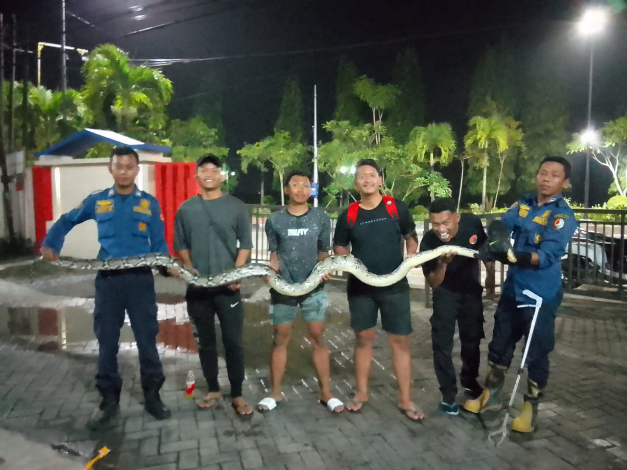 penyerahan ular