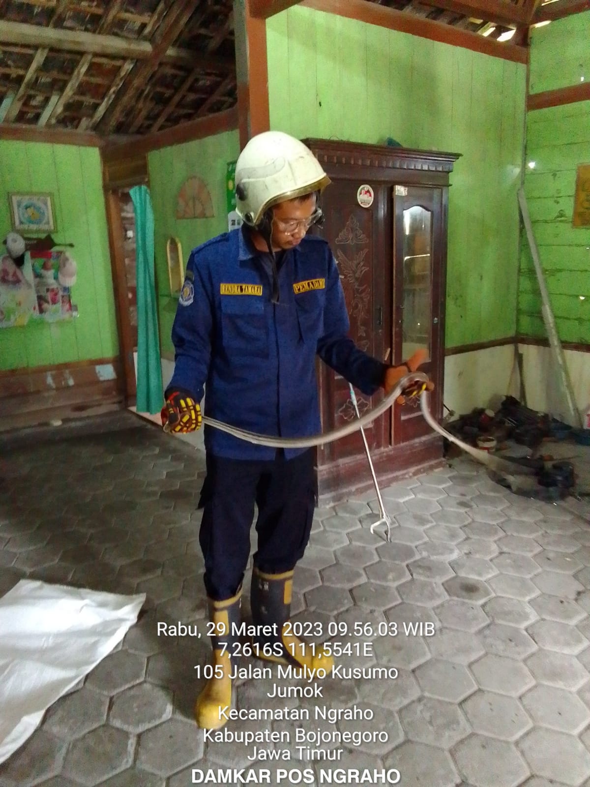 Penanganan aduan ular masuk rumah.