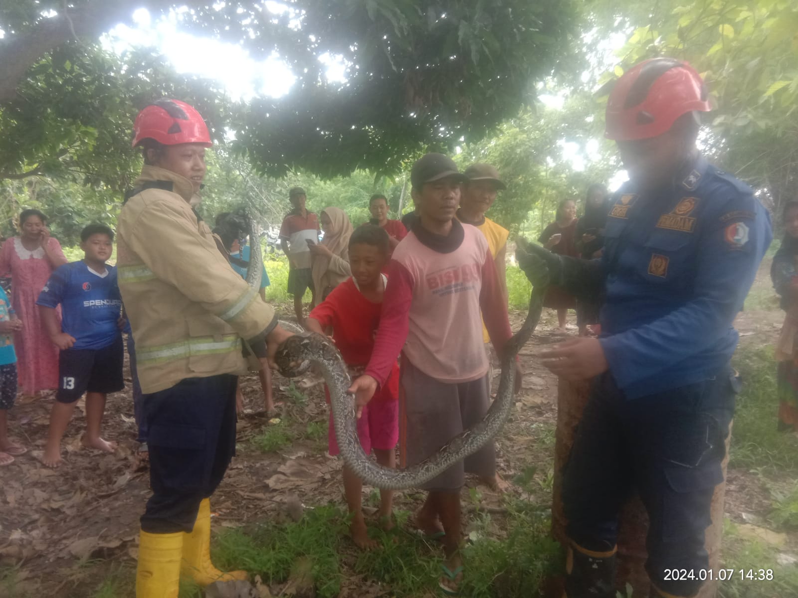 Damkar evakuasi ular sanca kembang 2,5 Meter yang berada di kebun warga.