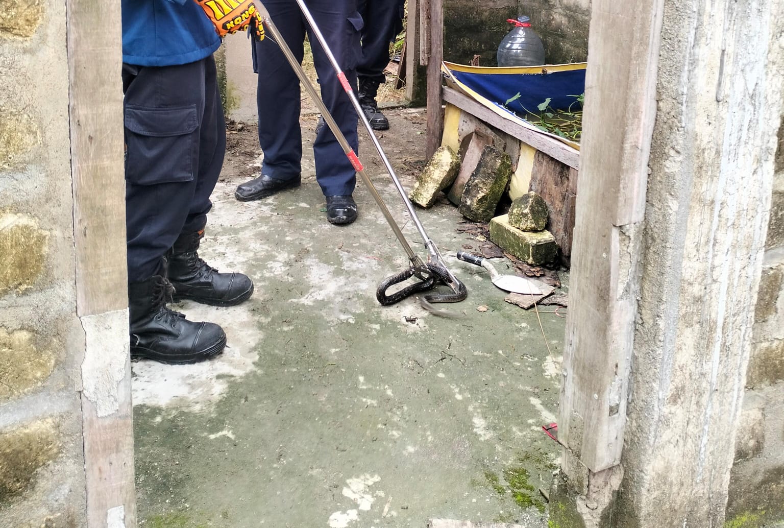 Damkar Sumberrejo Evakuasi Ular Kobra Masuk Rumah Warga di Sumuragung