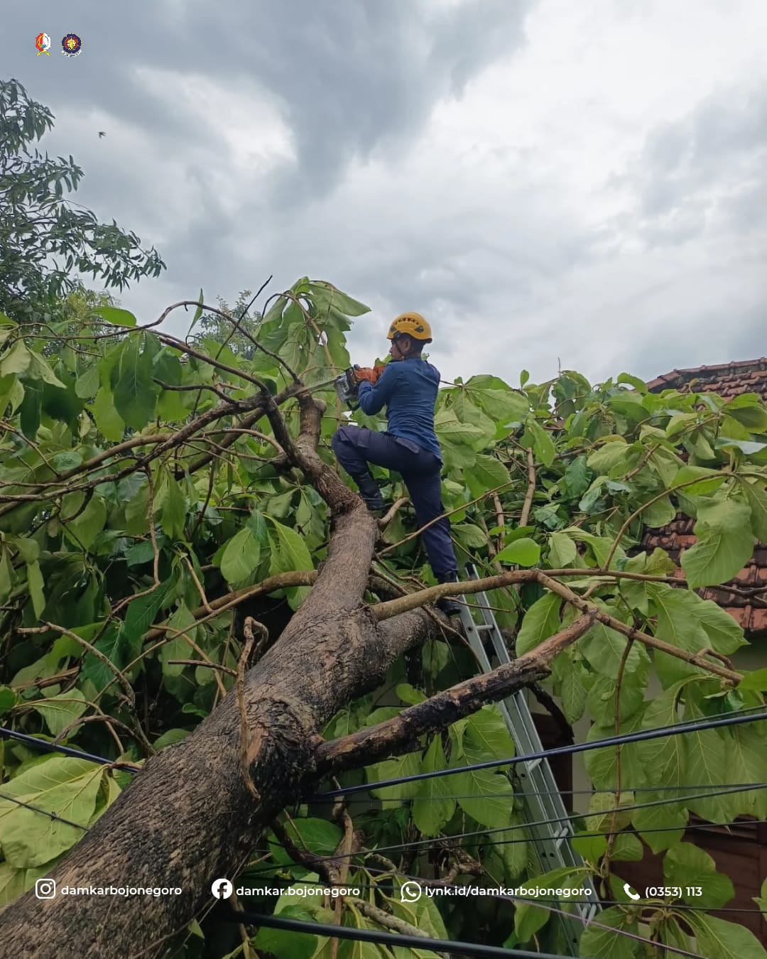 Evakuasi Pohon Tumbang di Campurejo