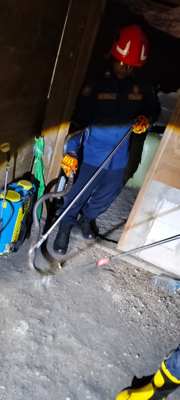 Damkar Ngasem Evakuasi Ular Kayu Sepanjang 1,5 Meter dari Rumah Warga di Desa Kolong