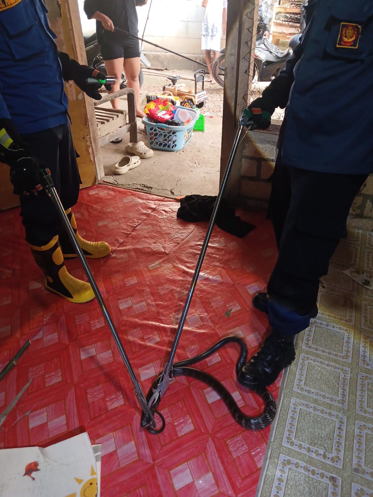 Damkar Kedungadem Evakuasi Ular Jali Sepanjang 1,5 Meter dari Rumah Warga