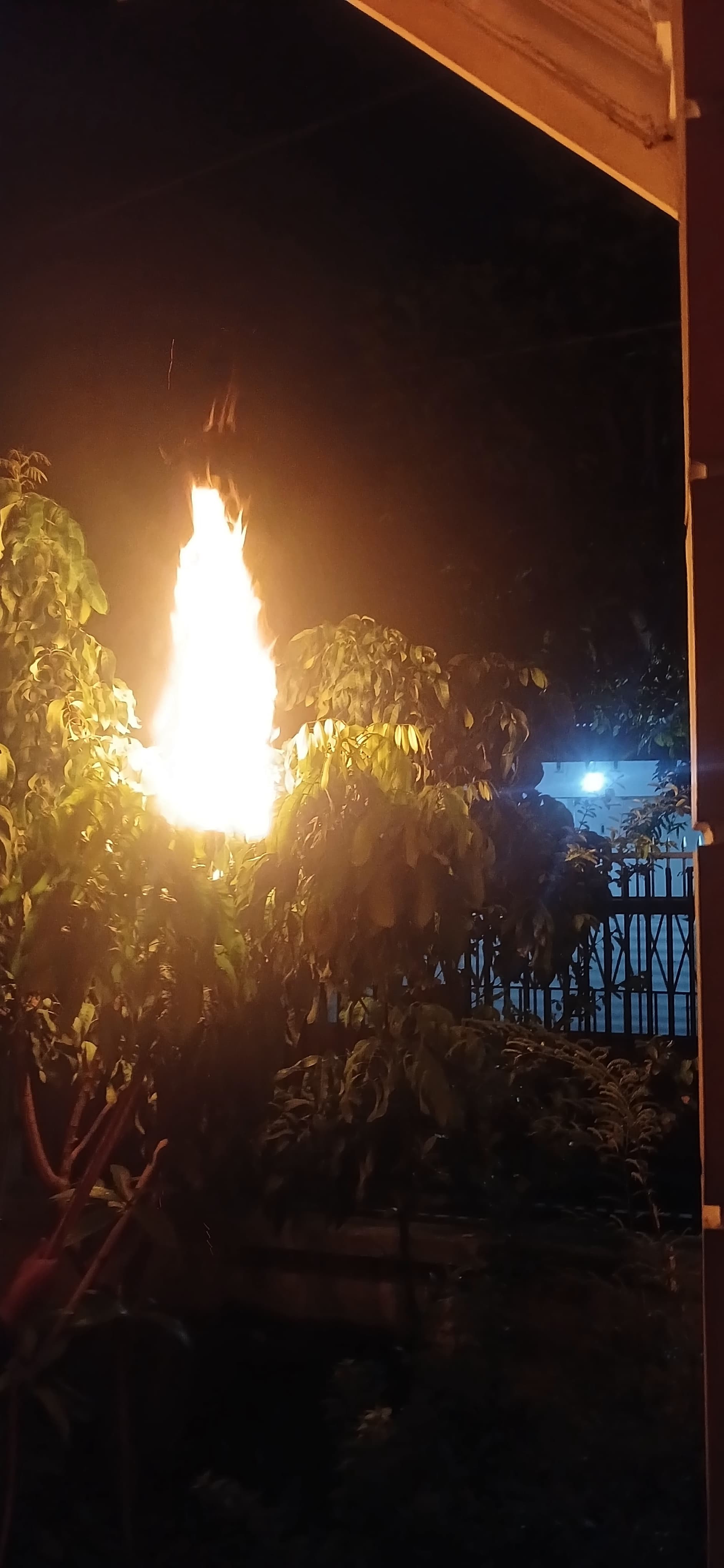Damkar Baureno Musnahkan Sarang Tawon Vespa Affinis di Dusun Mongkrong