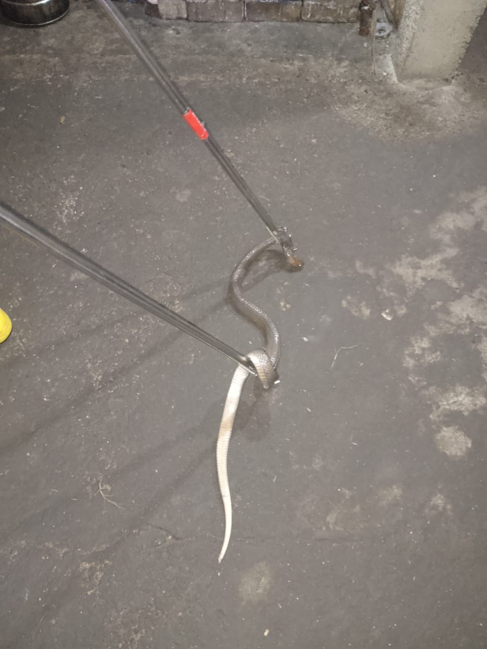 Damkar Bojonegoro Evakuasi Ular Cobra Masuk Rumah Warga di Kepohbaru