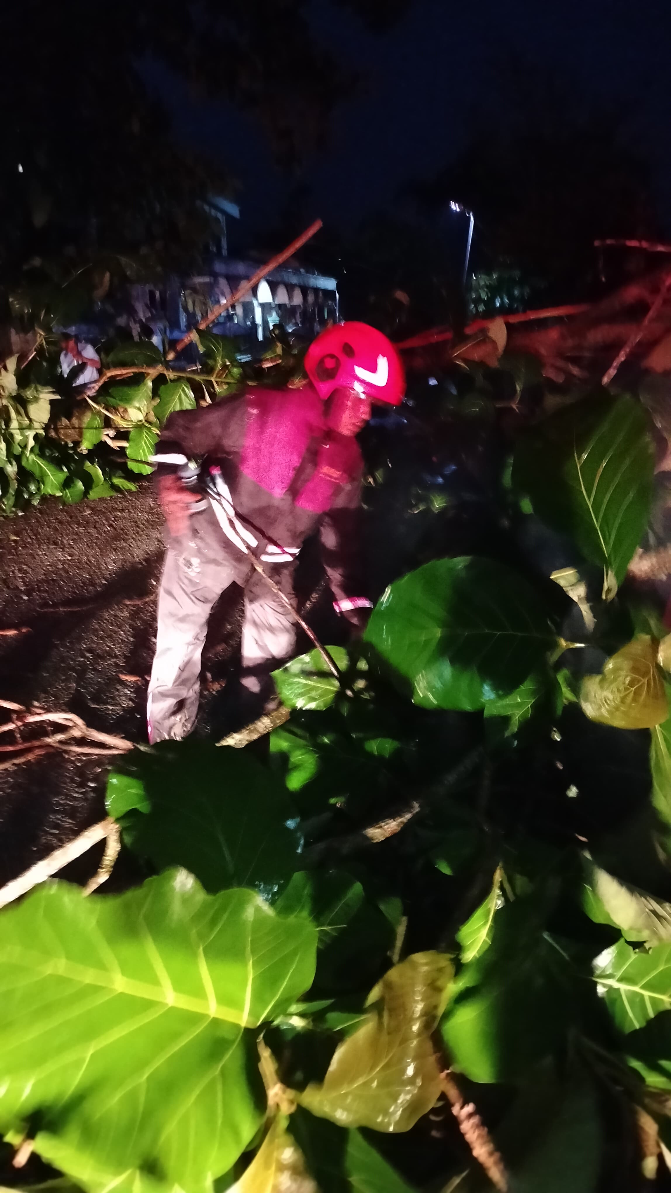 Damkar Padangan Evakuasi Pohon Jati Tumbang di Banjarejo, Lalu Lintas Kembali Lancar