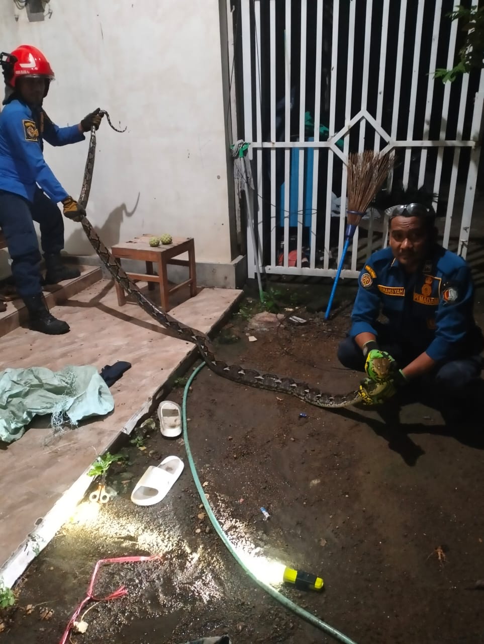 Damkar Bojonegoro Evakuasi Ular Sanca Sepanjang 2 Meter di Rumah Warga Sukorejo