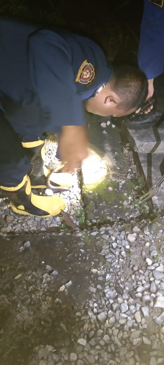 Damkar Bojonegoro Evakuasi Ular Sanca di Rumah Warga Desa Gajah