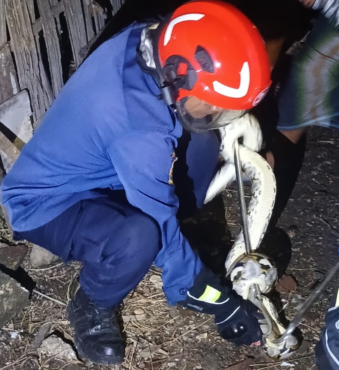 Damkar Bojonegoro Evakuasi Ular Bandotan yang Masuk Rumah Warga Ledok Kulon