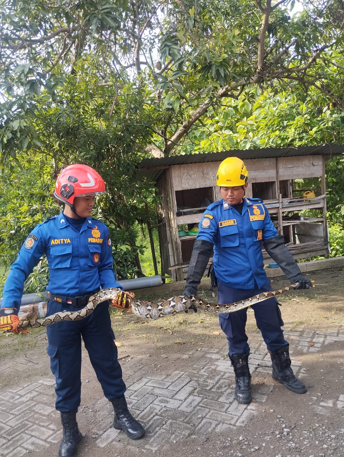 Damkar Bojonegoro Evakuasi Ular Sanca Pemangsa Ayam di Balen