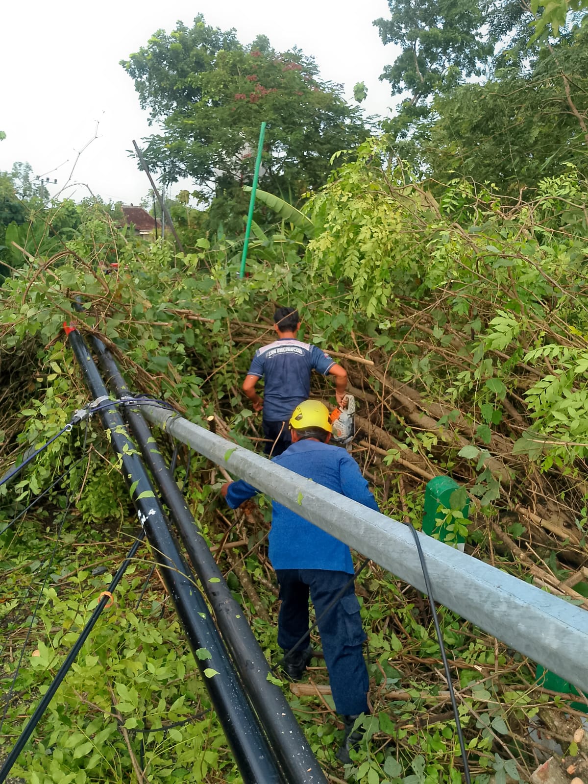 Damkar Bojonegoro Evakuasi Pohon Tumbang Akibat Hujan Angin di Leran, Kalitidu