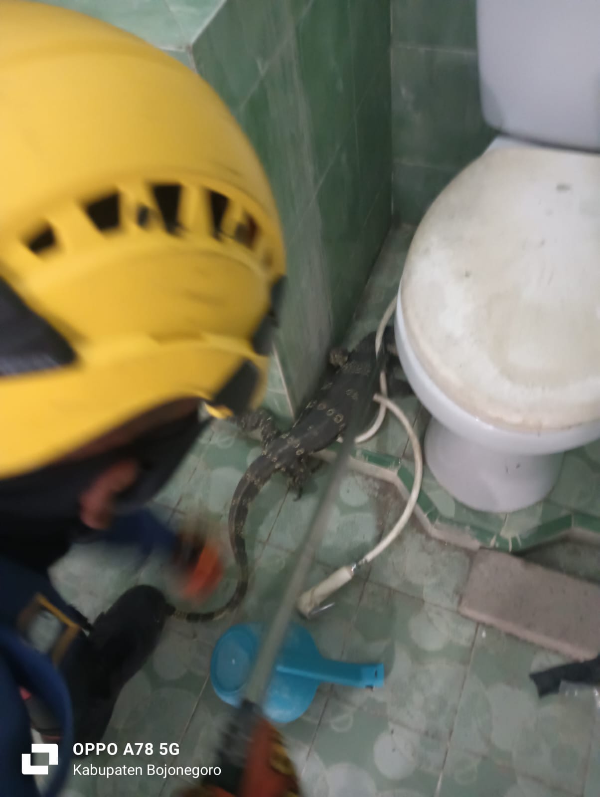 Evakuasi Dua Ekor Biawak di Dalam Rumah, Damkar Bojonegoro Gerak Cepat