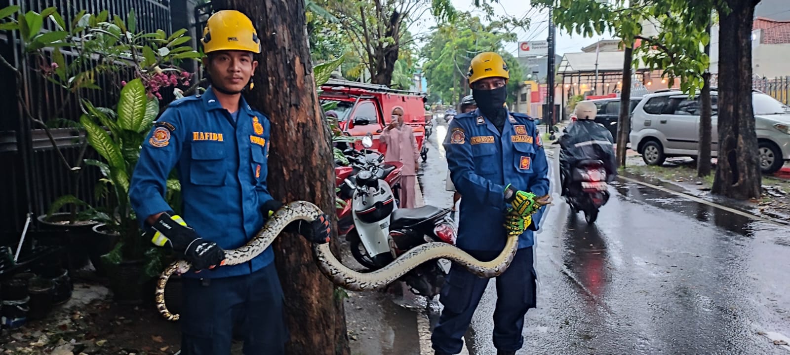 Damkar Bojonegoro Evakuasi Ular Sanca Sepanjang 180 cm dari Rumah Warga di Klangon