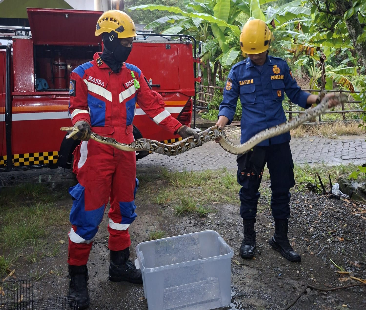 Ular Sanca Sepanjang 2,5 Meter Dievakuasi Damkar di Halaman Rumah Warga Ngablak