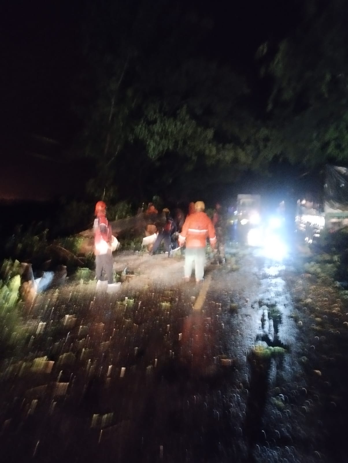 Tujuh Pohon Trembesi Tumbang di Jalan Raya Bojonegoro–Cepu, Damkar Lakukan Evakuasi Besar-Besaran