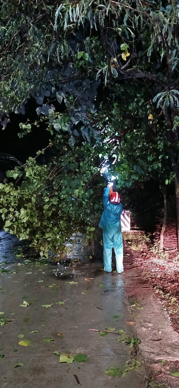 Damkar Bojonegoro Evakuasi Pohon Tumbang di Kepohbaru