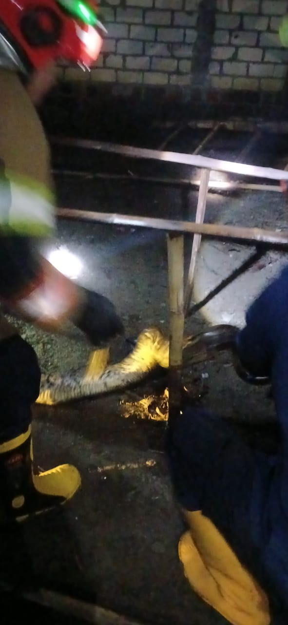 Damkar Bojonegoro Evakuasi Ular Sanca Sepanjang 2,5 Meter dari Rumah Warga di Kepohbaru