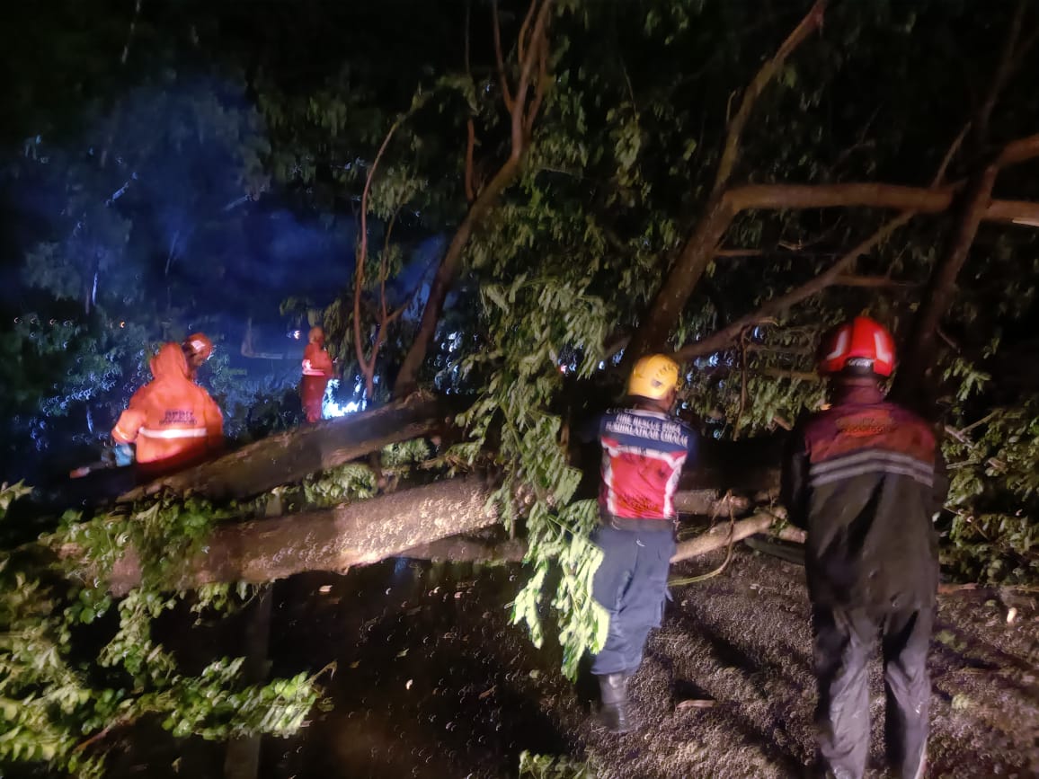 Tujuh Pohon Trembesi Tumbang di Jalur Clangap–Sudu, Damkar Bojonegoro Lakukan Evakuasi Besar-Besaran