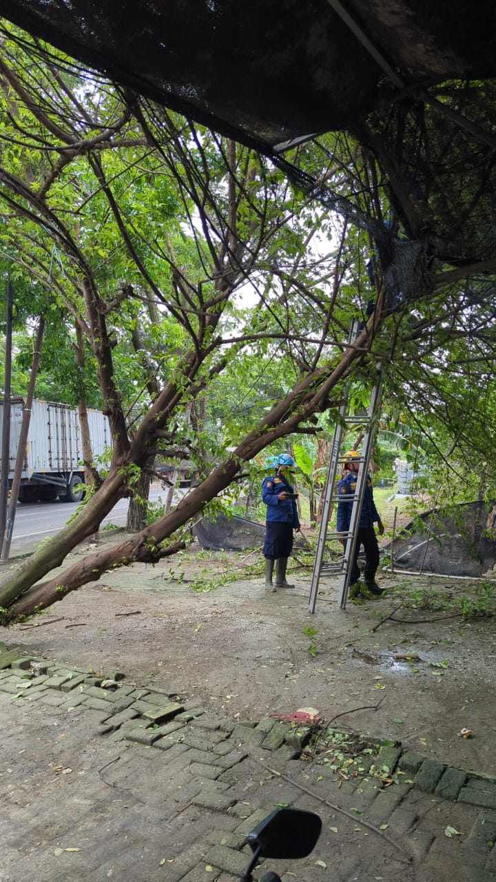 Damkar Padangan Evakuasi Pohon Tumbang di Jalur Bojonegoro–Ngawi, Akses Lalu Lintas Kembali Lancar