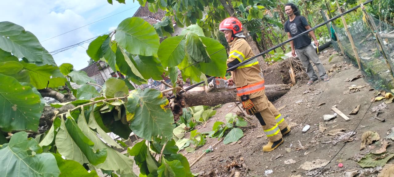 Damkar Ngasem Evakuasi Pohon Jati Tumbang yang Menimpa Rumah Warga di Desa Jelu