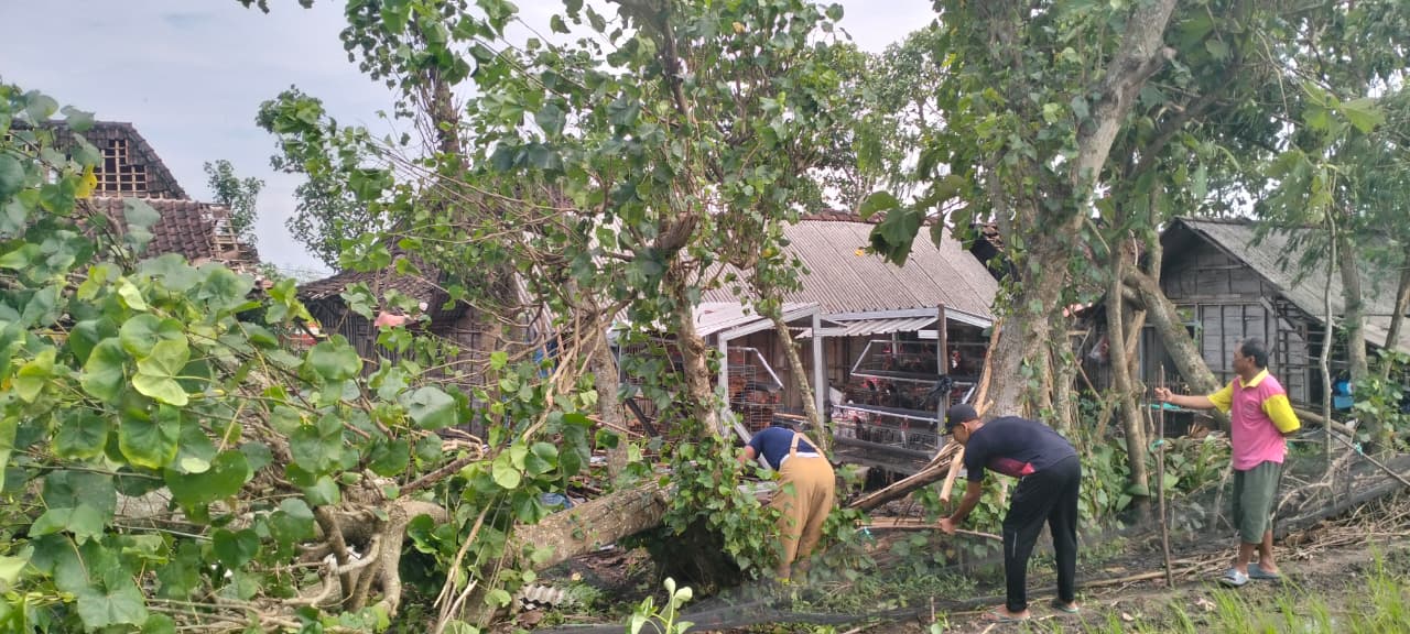 Puting Beliung di Ngasem Robohkan Pohon Jati, Tim Damkarmat Evakuasi Rumah Terdampak