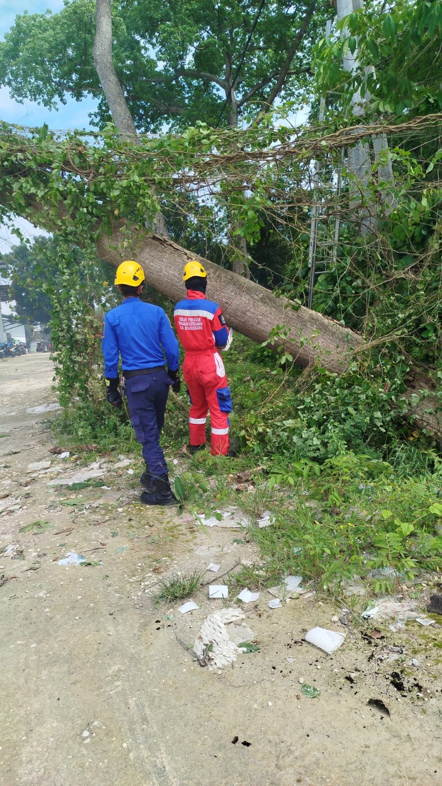 Angin Kencang Robohkan Pohon Randu di Kalitidu, Damkarmat Bojonegoro Lakukan Evakuasi