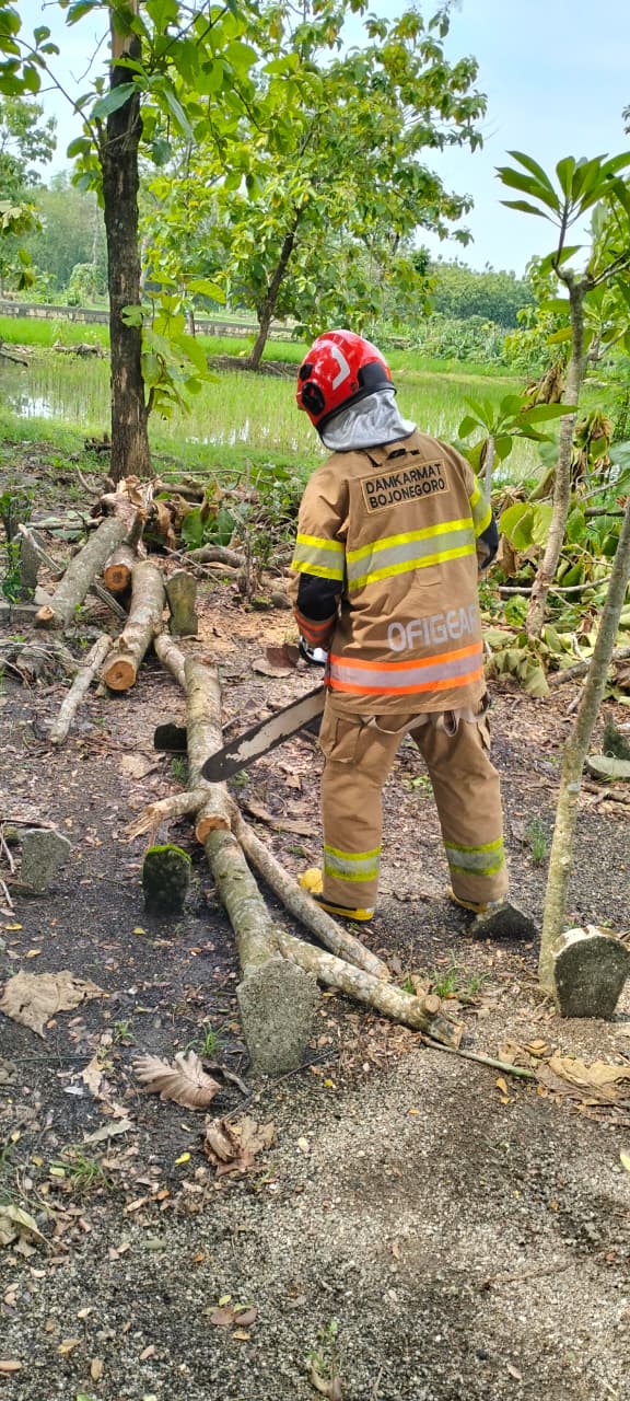 Damkar Bojonegoro Tangani Pohon Tumbang di Desa Leran, Kalitidu