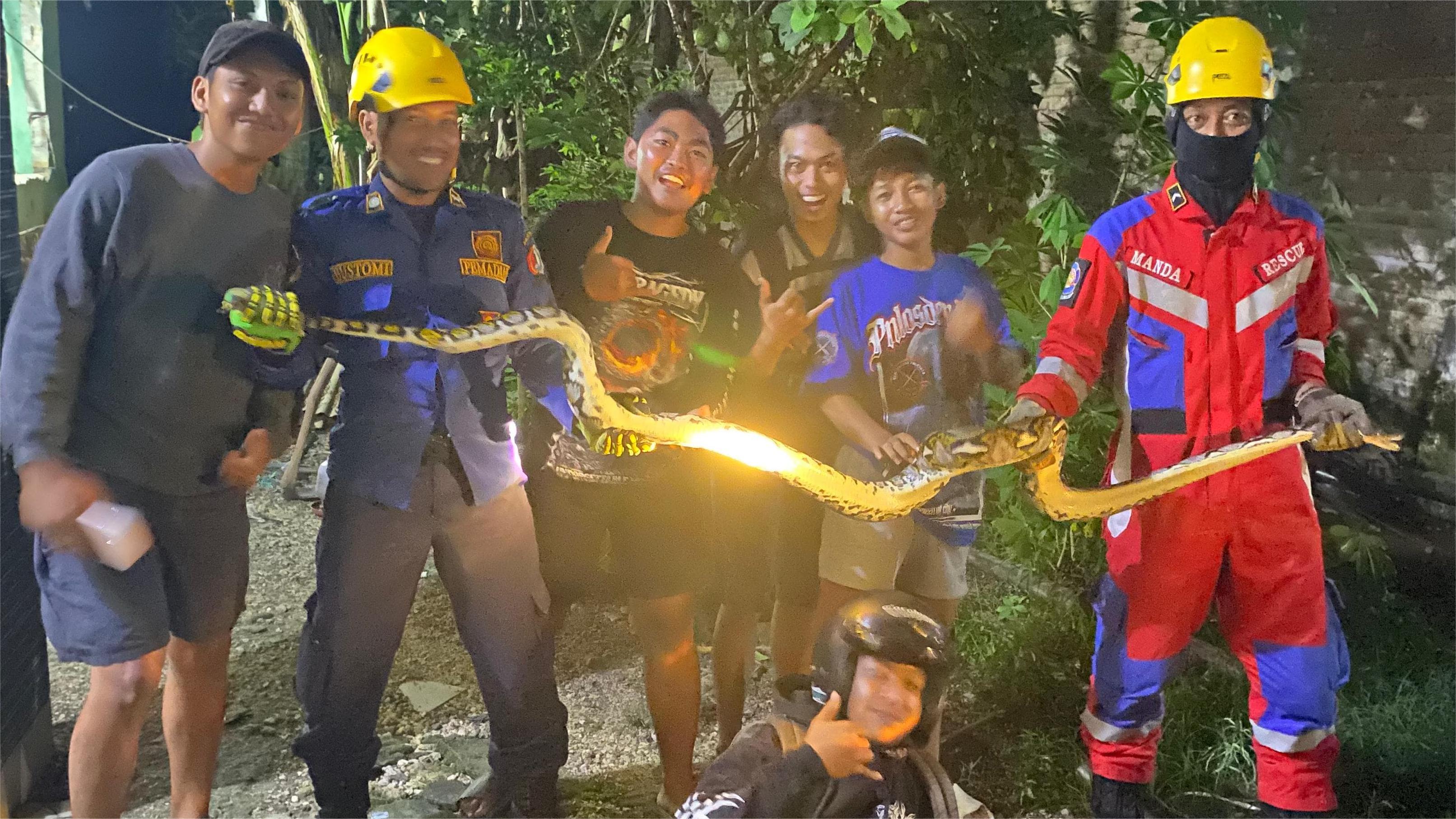 Damkar Bojonegoro Evakuasi Ular Sanca di Kandang Ternak Warga Sukosewu